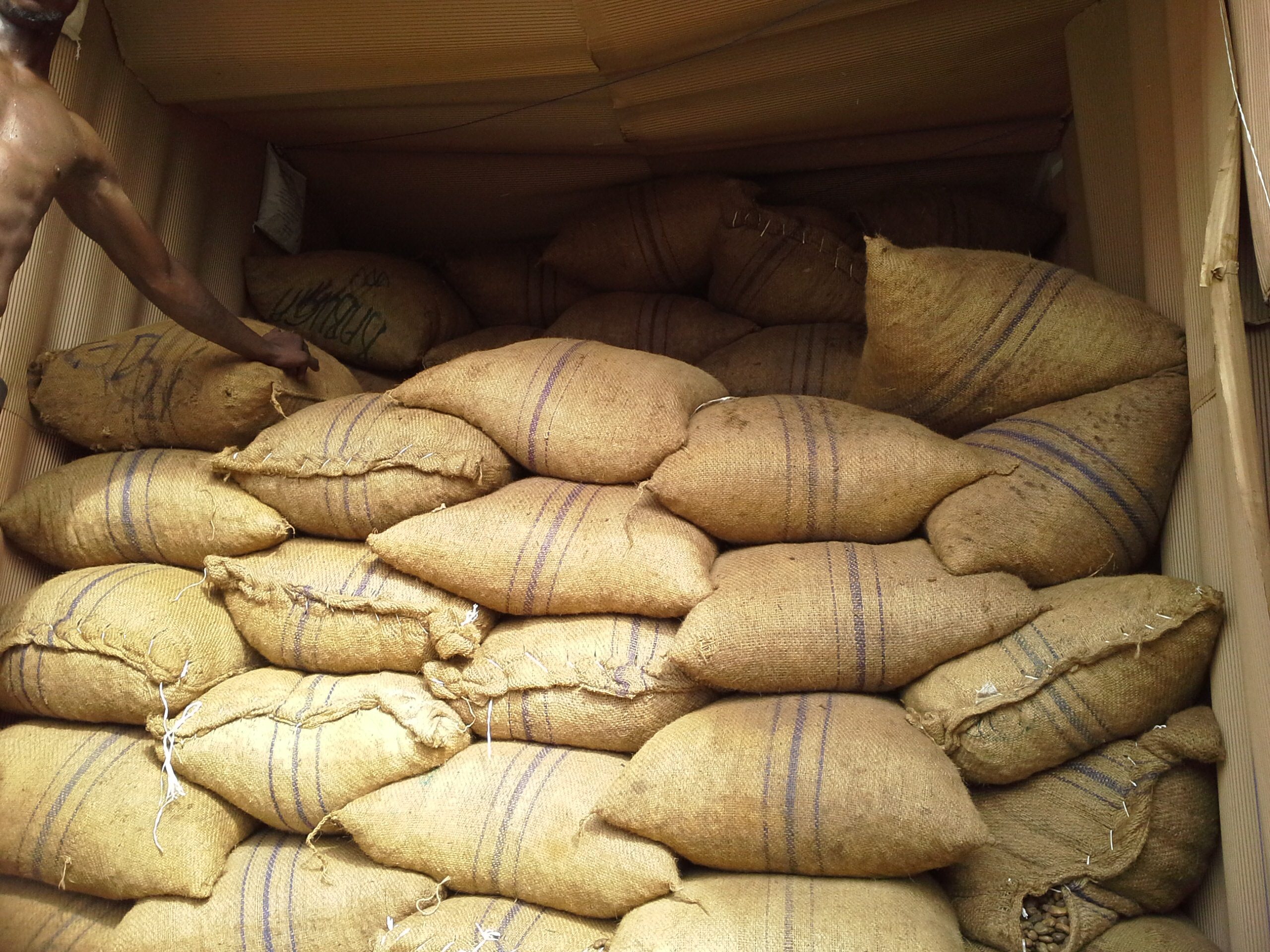 Cocoa / Cacao Beans - Image 6