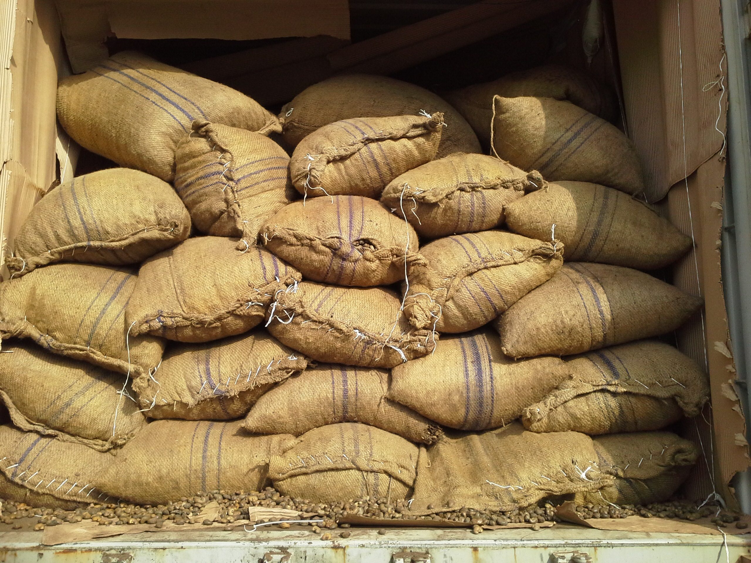 Cocoa / Cacao Beans - Image 7