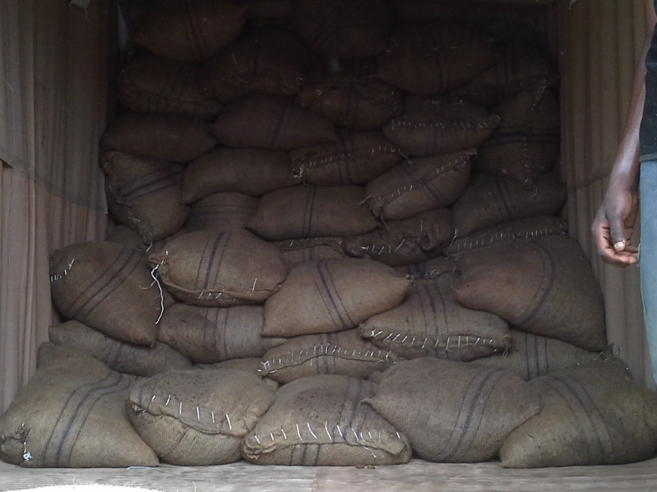 Cocoa / Cacao Beans - Image 4