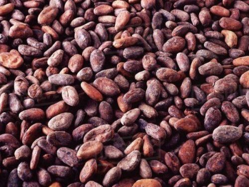 Cocoa / Cacao Beans