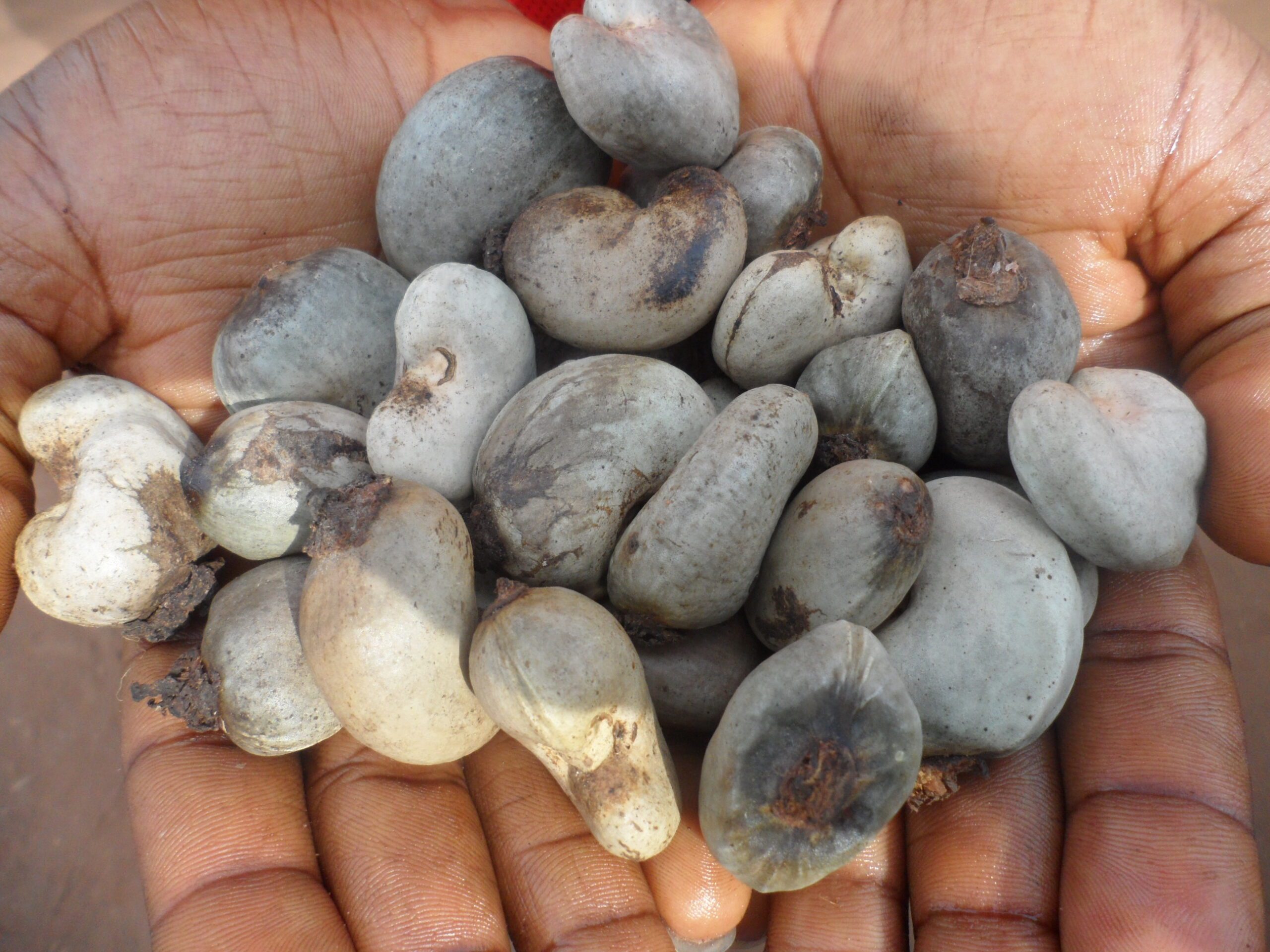 Cashew Nuts - Image 3