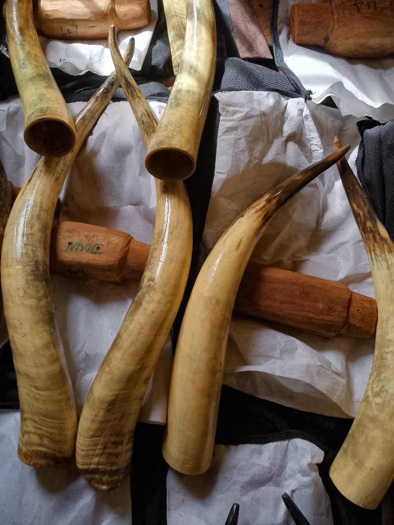 Rare Find Magnificent Huge Long-Horn Pair - Image 8