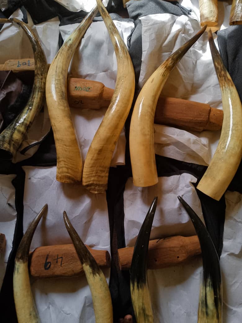 Rare Find Magnificent Huge Long-Horn Pair - Image 7