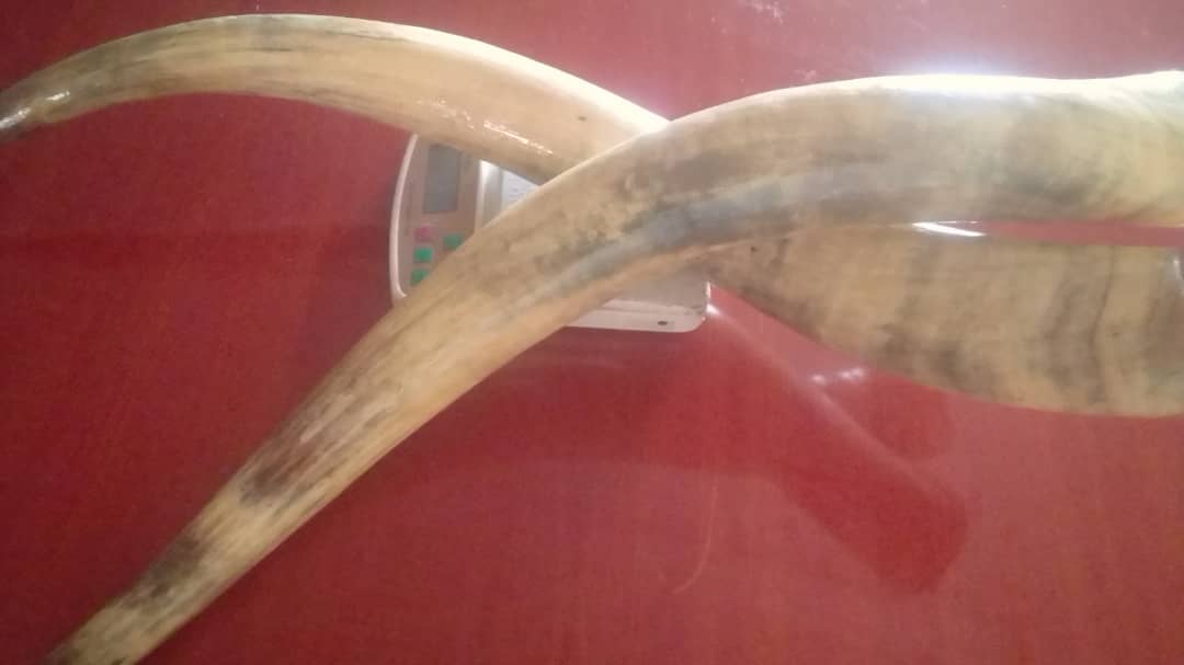 Rare Find Magnificent Huge Long-Horn Pair - Image 5
