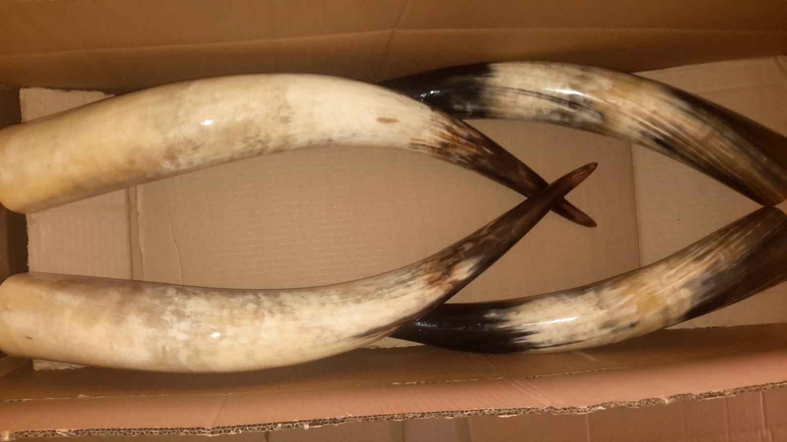 Rare Find Magnificent Huge Long-Horn Pair - Image 3